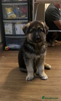 German Shepherd dogs - Advert 4