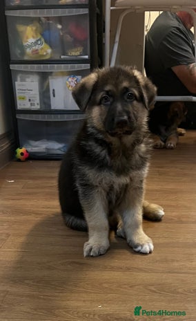 German Shepherd dogs - Advert 3