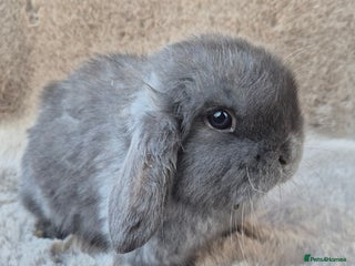 Mini Lop rabbits Mini lop for sale - Advert 13