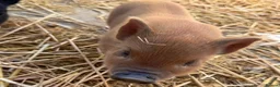 Pig livestock for sale: MINI PIGS - Advert 2