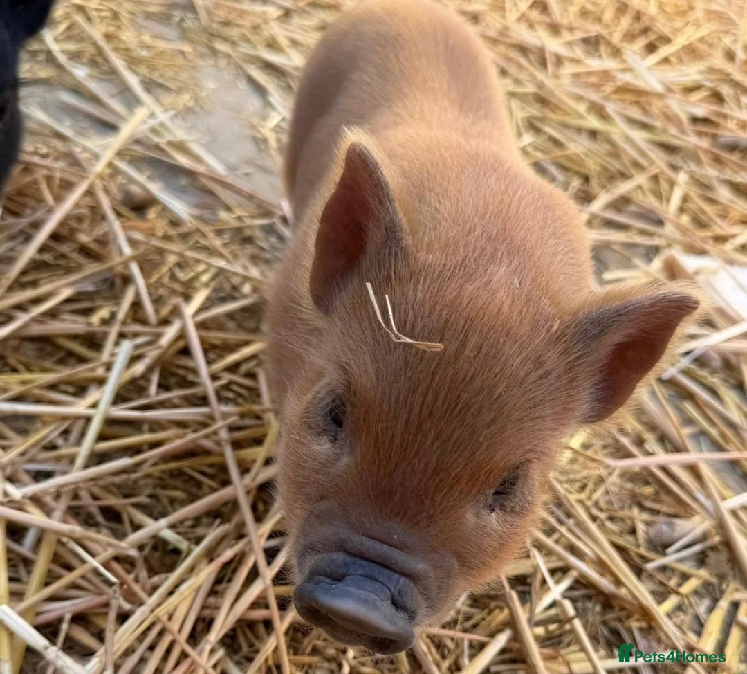 Pig livestock for sale: MINI PIGS - Advert 2