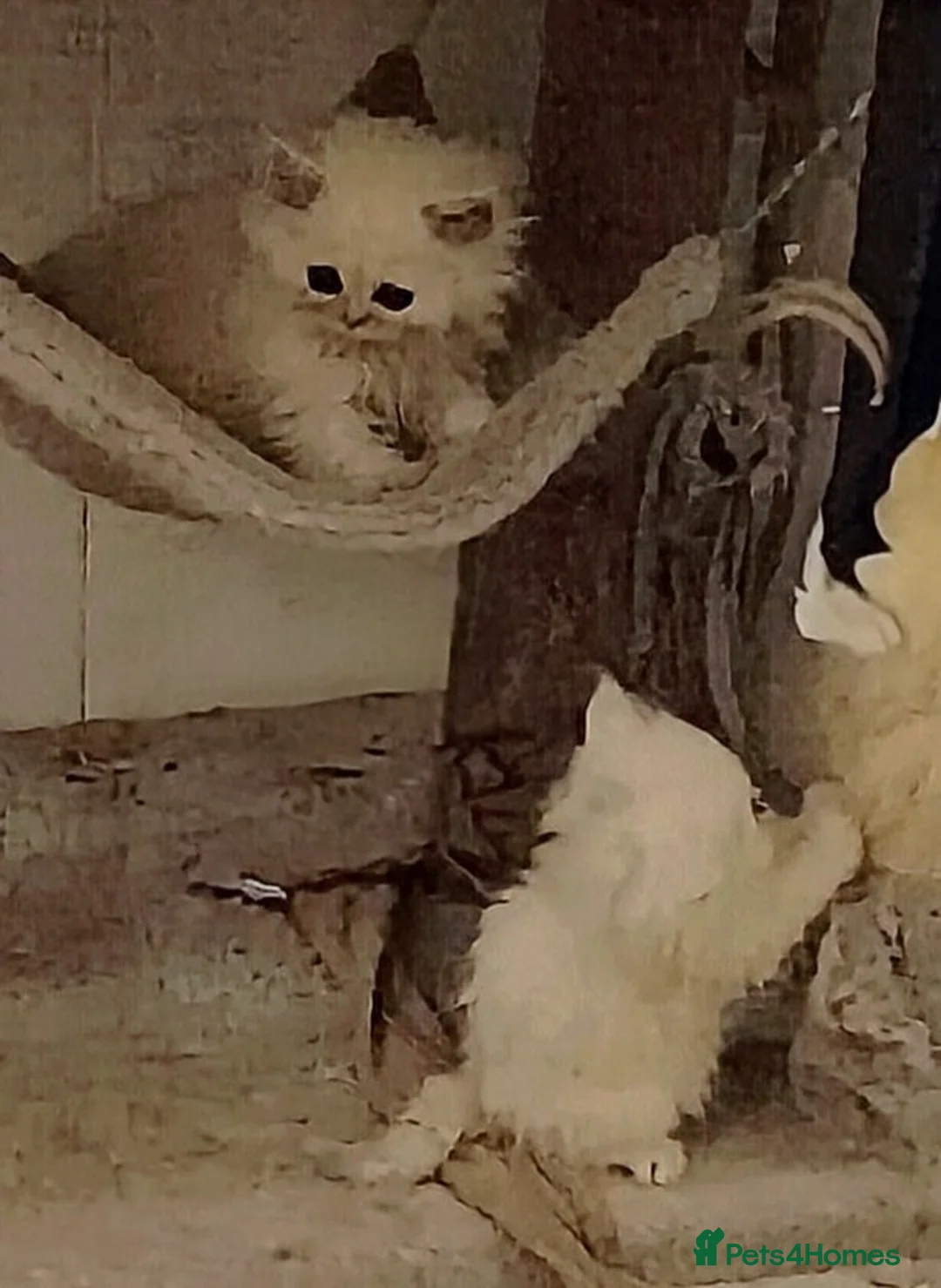 Persian cats for sale: 🍁White black tipped Persian kittens ready now - Advert 14