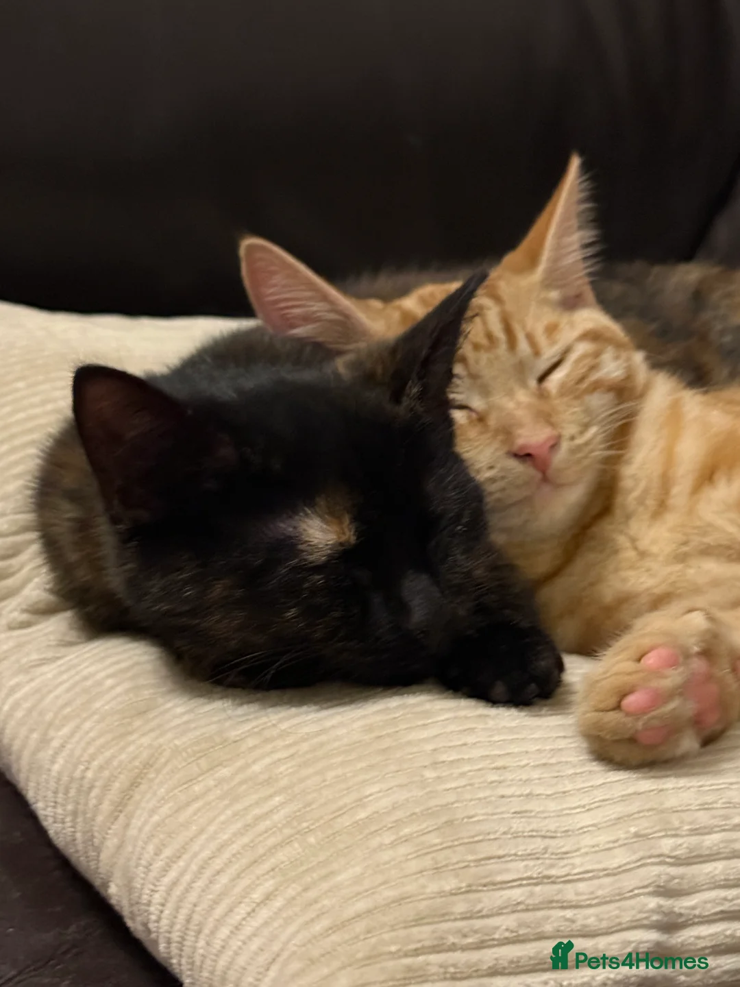 Mixed Breed cats for sale: Ginger male & tortoise girl 7 months old - Advert 2