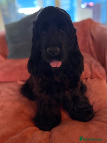 Cocker Spaniel dogs Handsome Black Show Type Cocker Spaniel Male - Advert 18