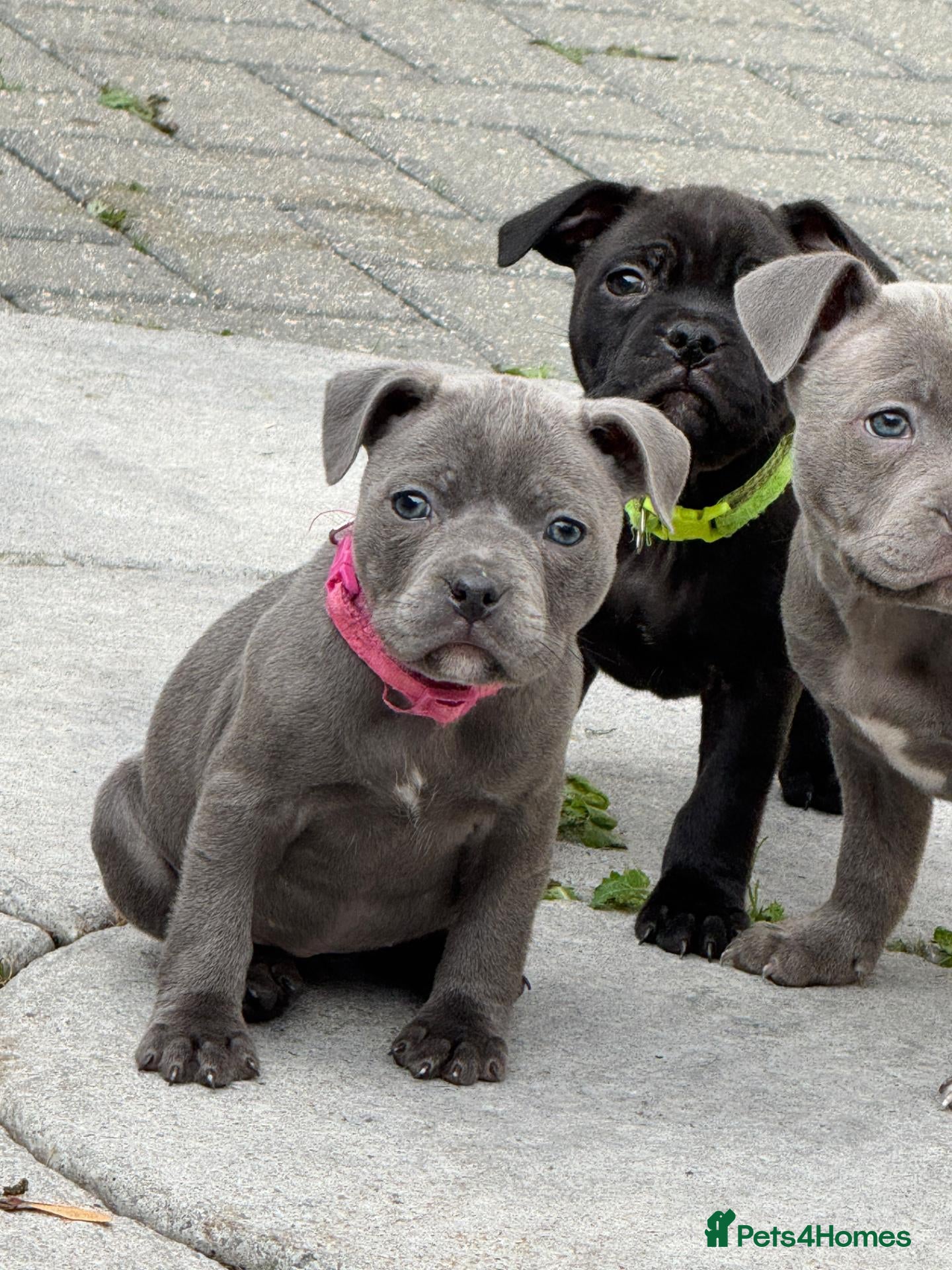 Staffordshire Bull Terrier dogs Outstanding kc reg staff puppies  - Advert 2