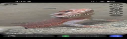 Bearded Dragon reptiles for sale: Spanish red x red monster in Caernarfon - Advert 2