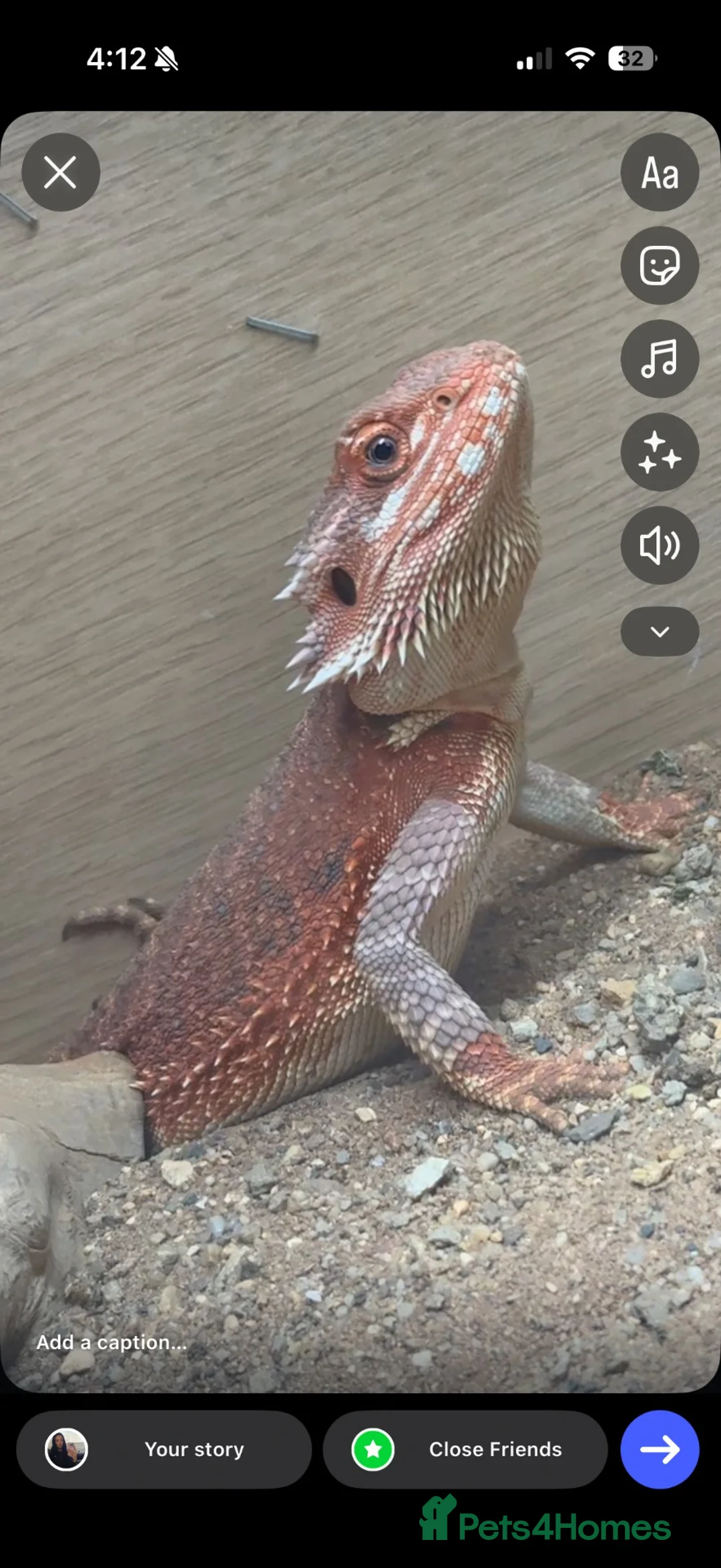 Bearded Dragon reptiles for sale: Spanish red x red monster in Caernarfon - Advert 2