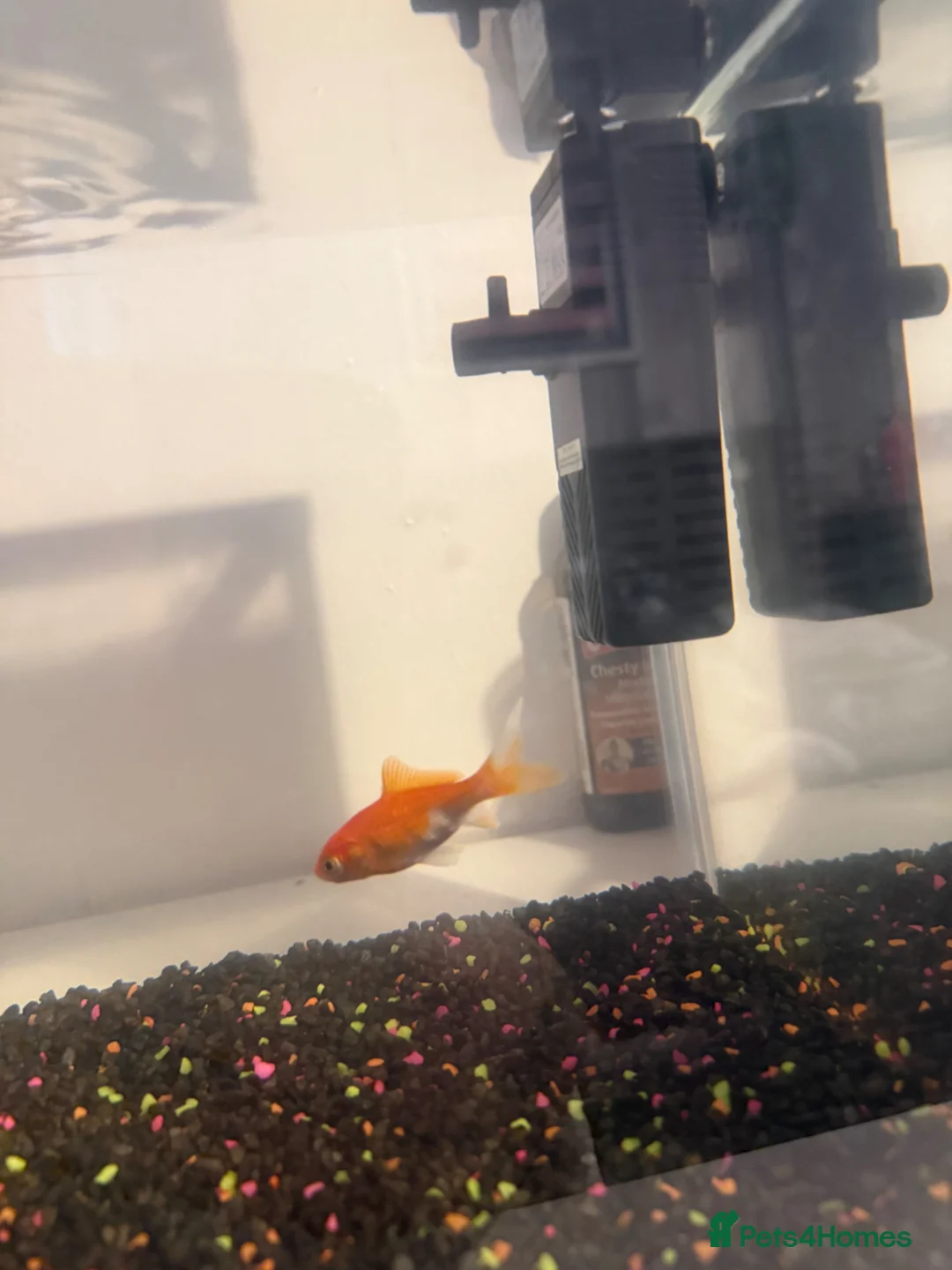 Goldfish fish for sale: Fish and tank  - Advert 2