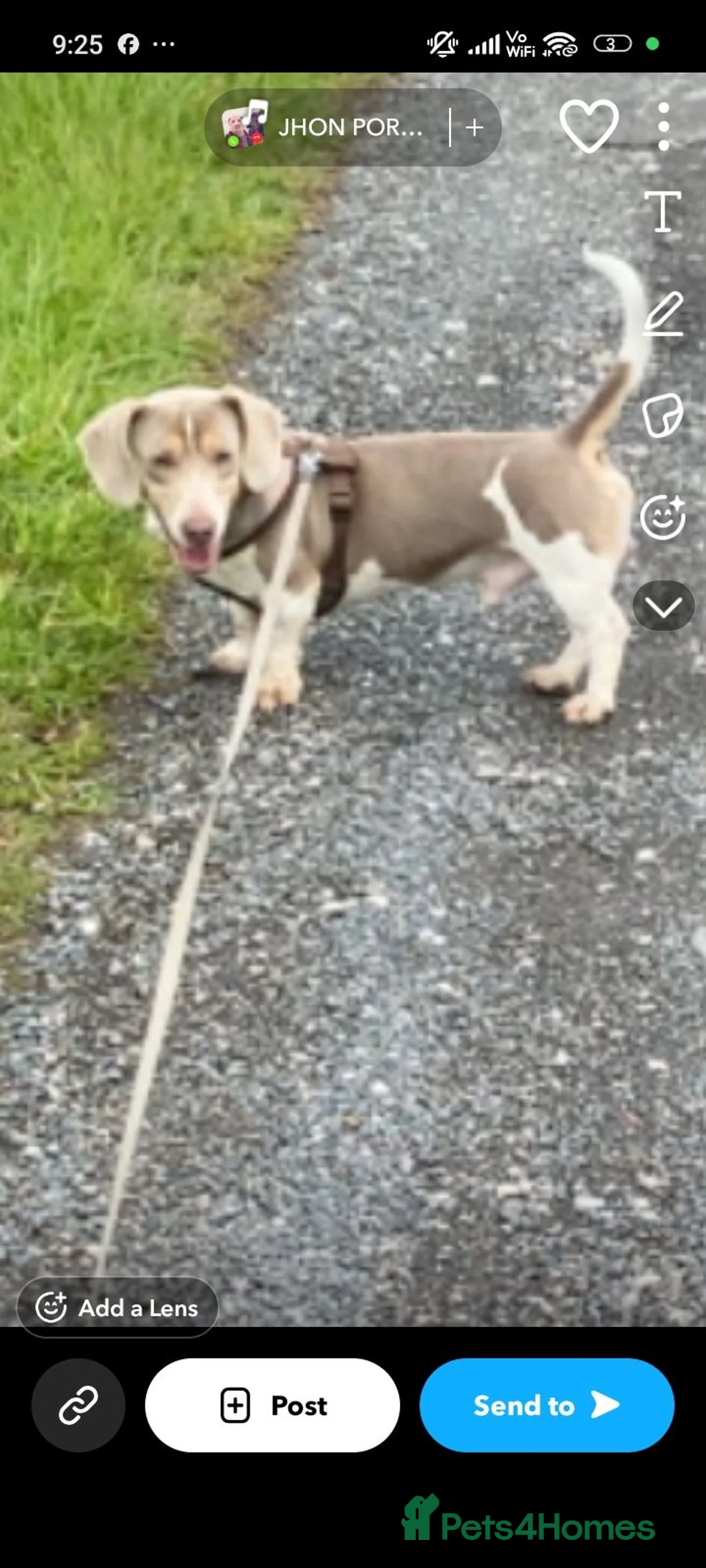 Dachshund dogs for stud: ISABELLA DAPPLED CHEAP STYD in Bradford - Advert 1