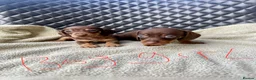 Dachshund dogs for sale: Dachshund puppies  - Advert 8