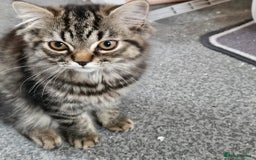 Persian cats for sale: 2 loving Persian Kittens for sale  - Image 14