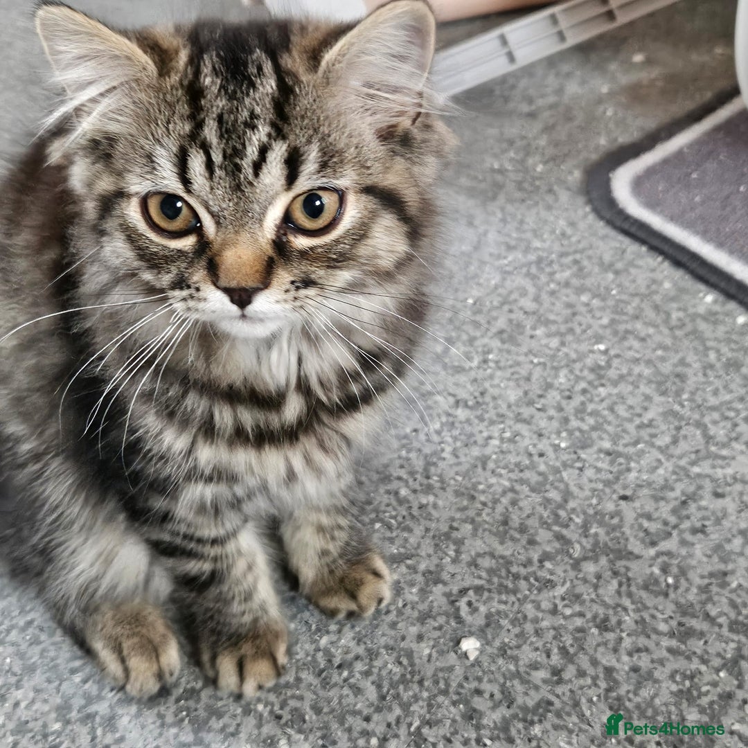 Persian cats for sale: 2 loving Persian Kittens for sale  - Image 14