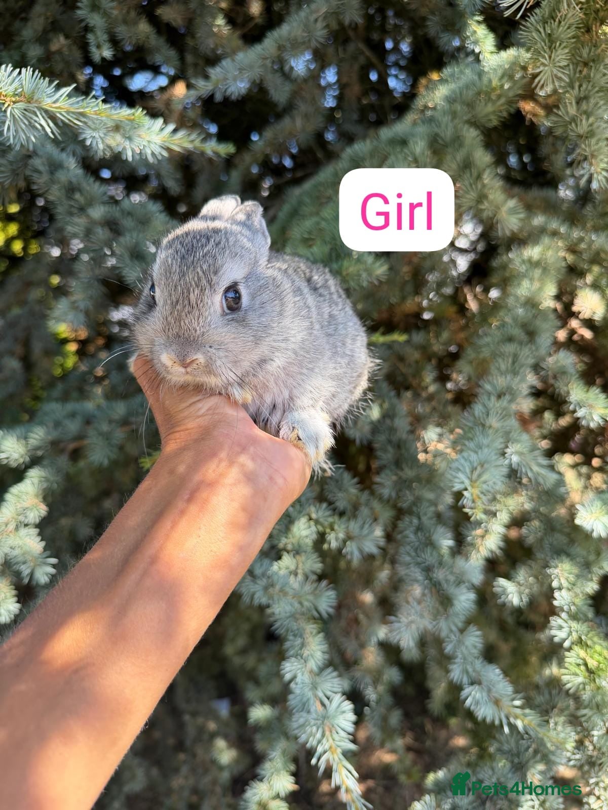 Netherland Dwarf rabbits Netherland Dwarf Baby Rabbits Male Female  - Advert 2