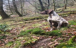 German Shorthaired Pointer dogs for stud: Frank the German Shorthaired Pointer stud in Pickering - Image 1