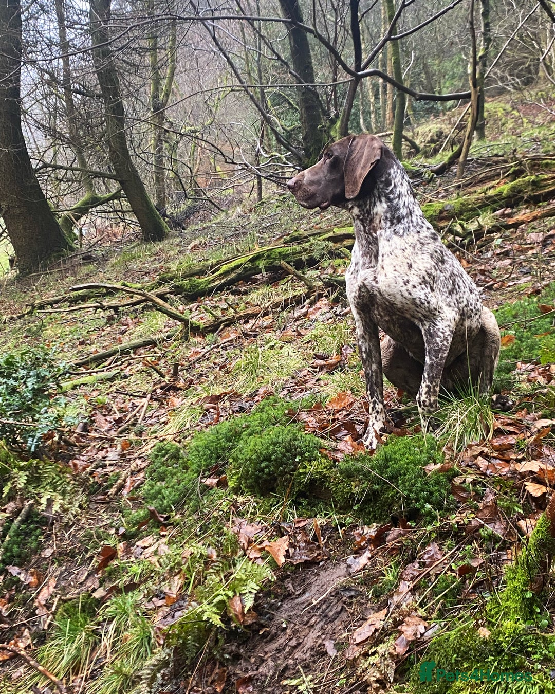 German Shorthaired Pointer dogs for stud: Frank the German Shorthaired Pointer stud in Pickering - Image 1