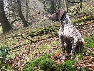 German Shorthaired Pointer dogs in Pickering - Advert 9