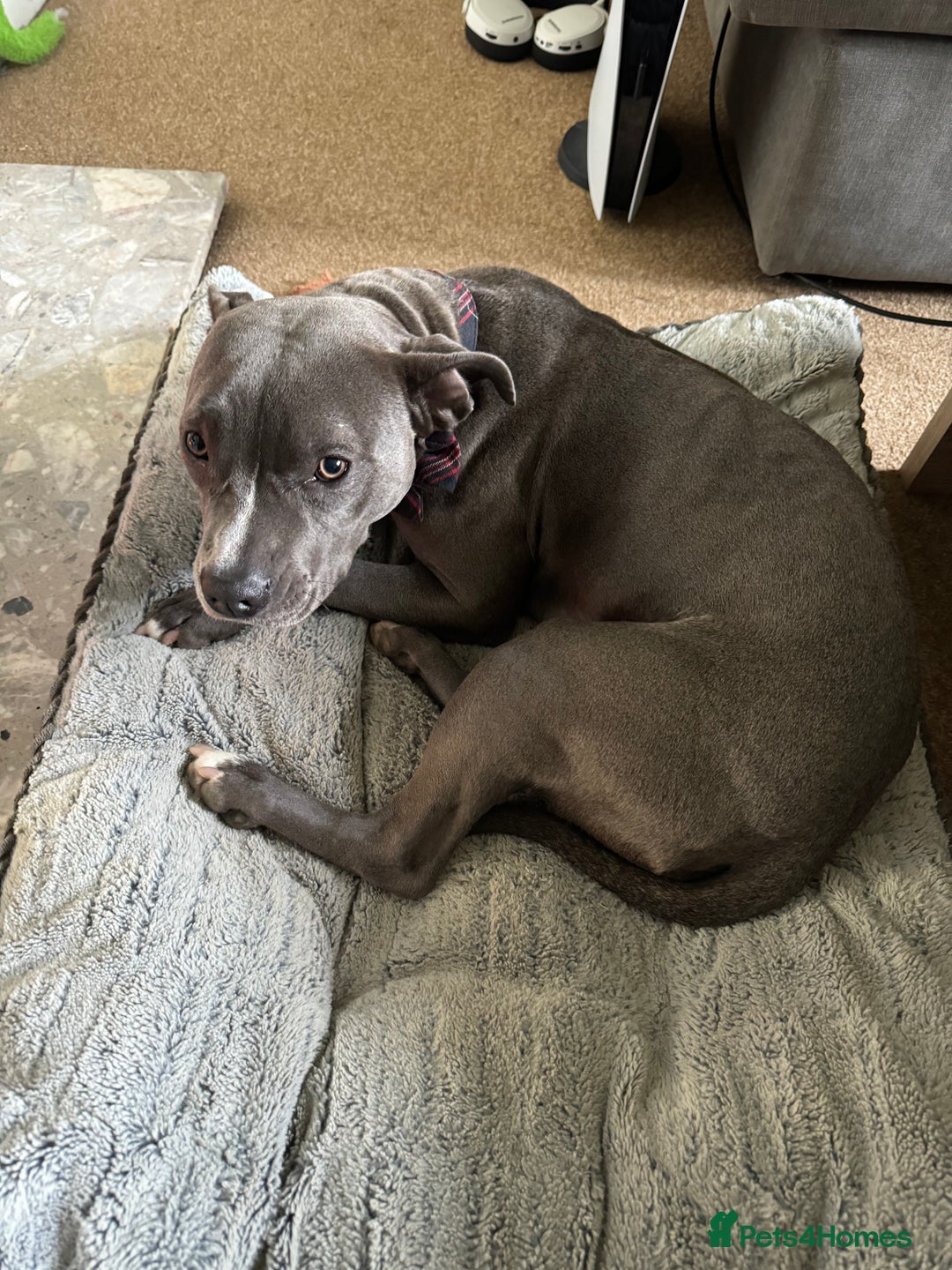 Staffordshire Bull Terrier dogs for sale: Rehoming, please read below. - Advert 12