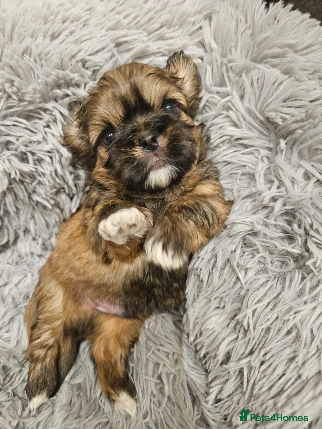 Shih Tzu dogs for sale: shih tzu puppies  - Advert 14