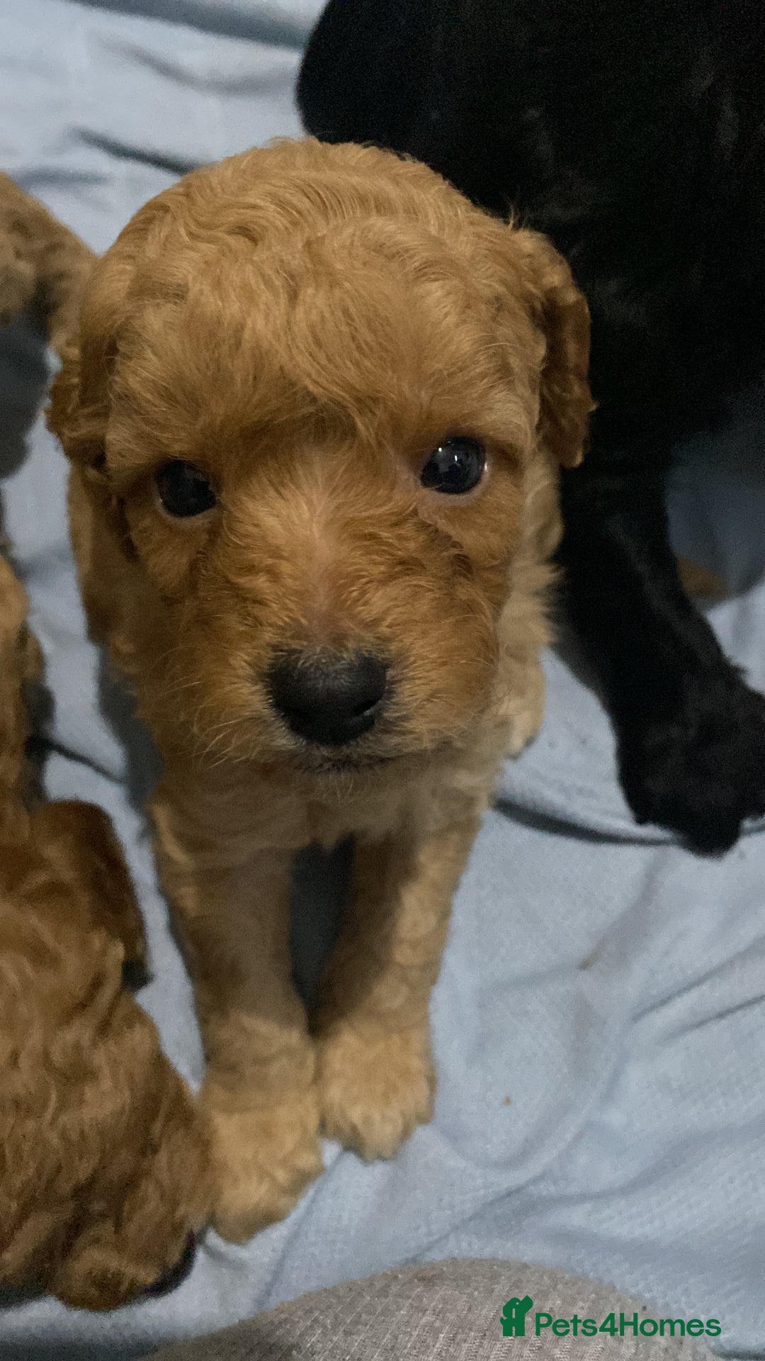 Cockapoo dogs for sale: Mini cockapoo f2  - Image 1