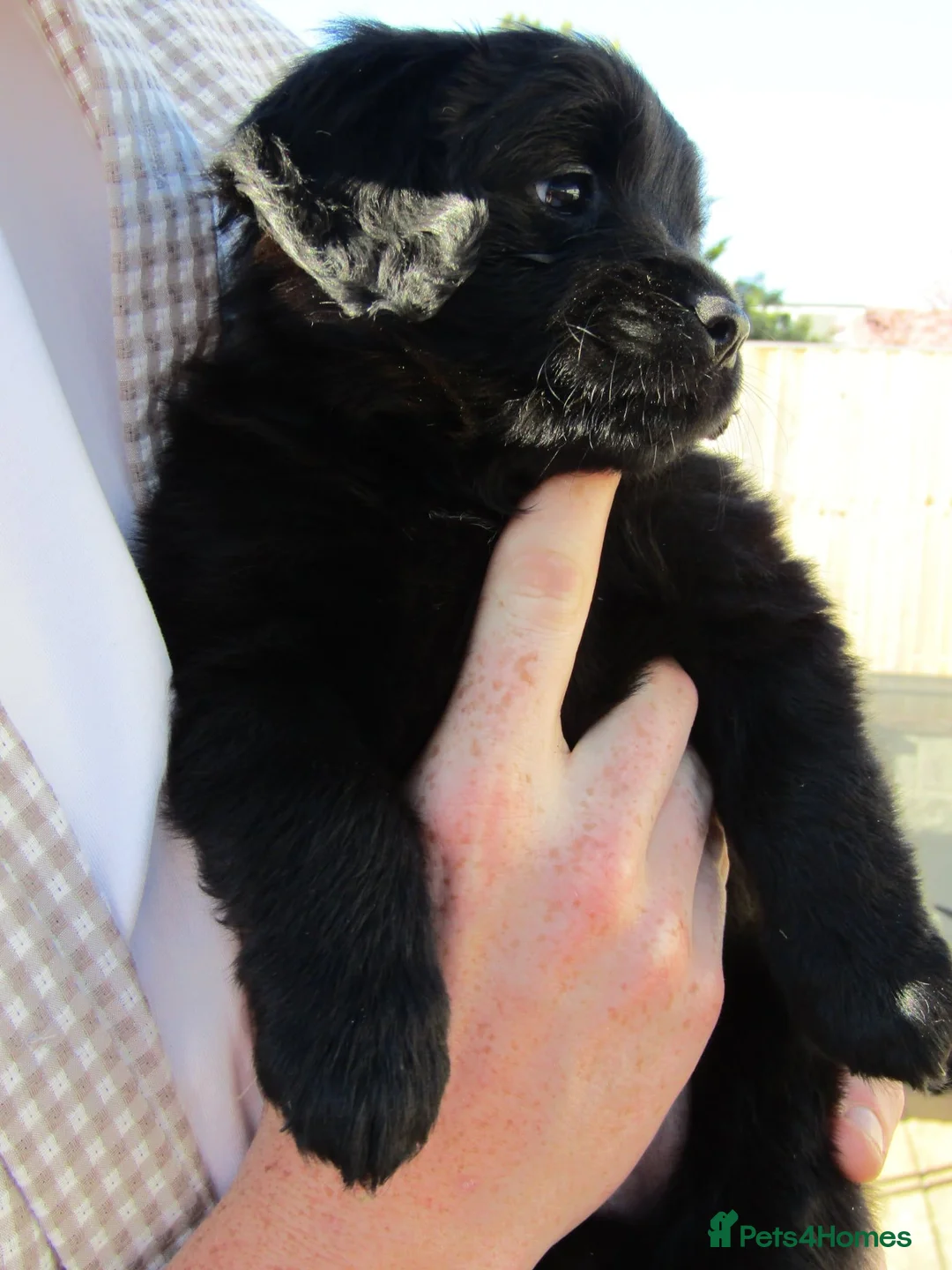 Mixed Breed dogs for sale: 4 beautiful female Puppies  - Advert 2