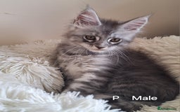 Maine Coon cats for sale: Lintons Pride Maine Coon Kittens. Ready Now - Image 12
