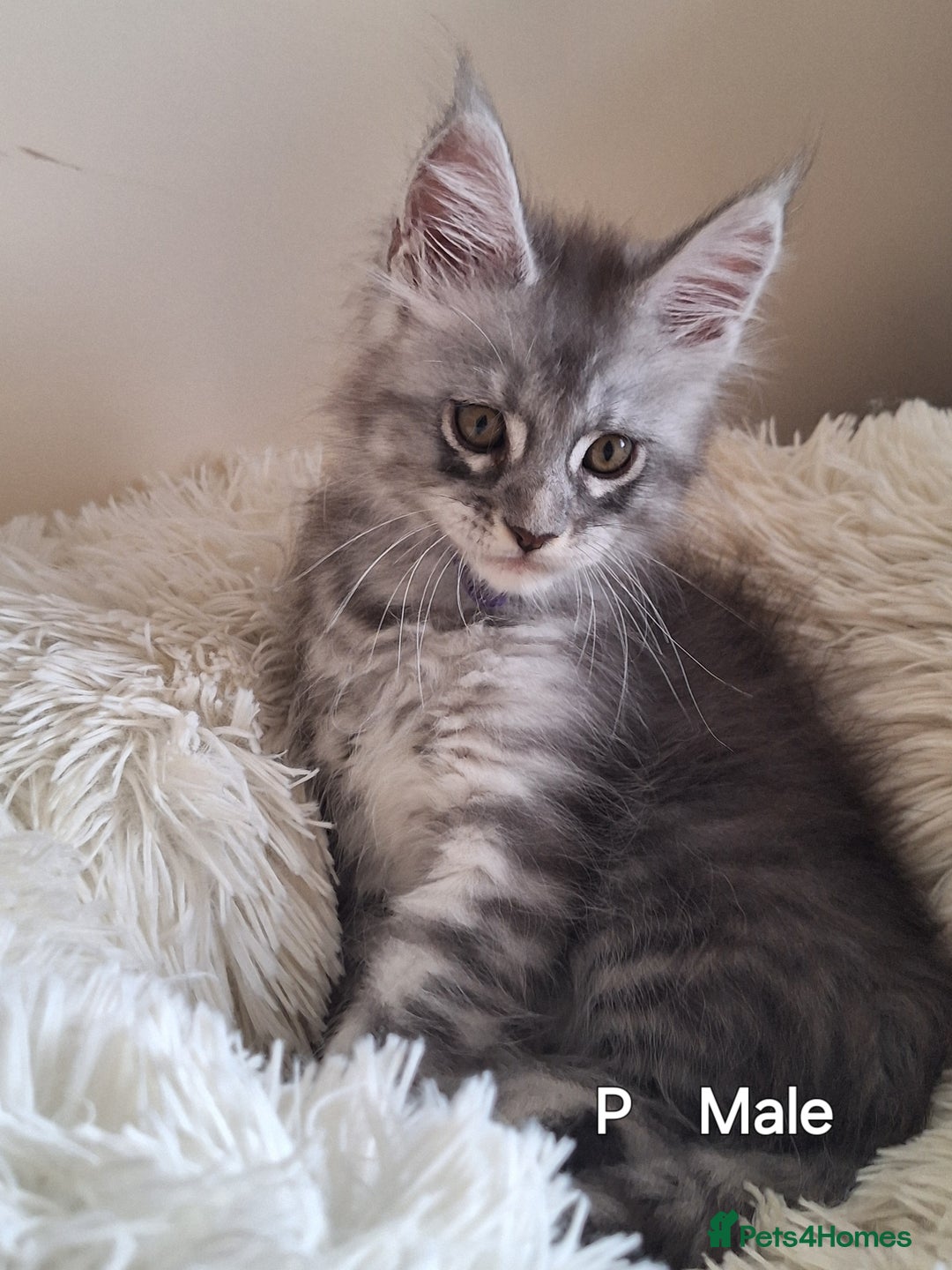 Maine Coon cats for sale: Lintons Pride Maine Coon Kittens. Ready Now - Image 12