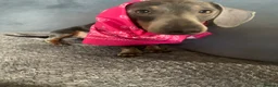 Miniature Dachshund dogs for sale: Teddy  - Advert 8