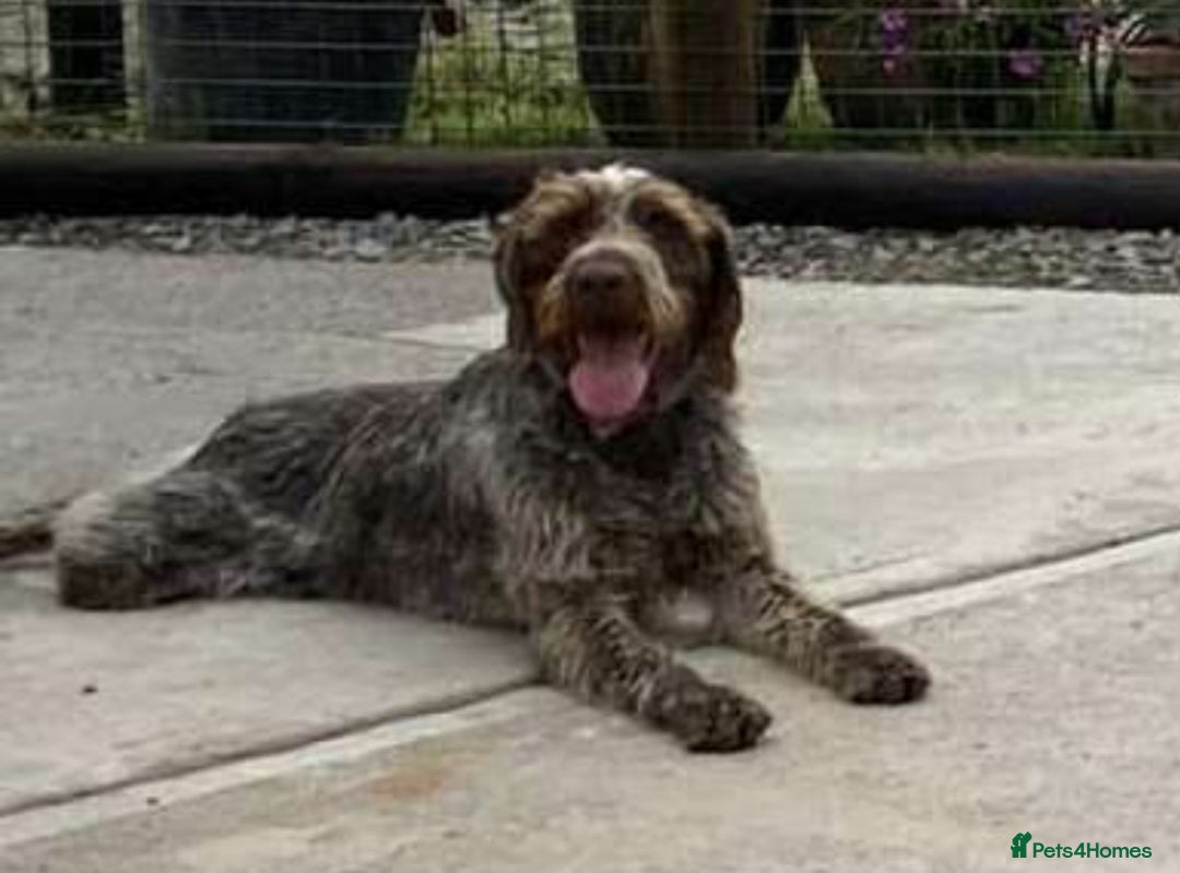 German Wirehaired Pointer dogs for sale: Gorgeous GWP Puppies  - Advert 3