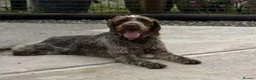 German Wirehaired Pointer dogs for sale: Gorgeous GWP Puppies  - Advert 8