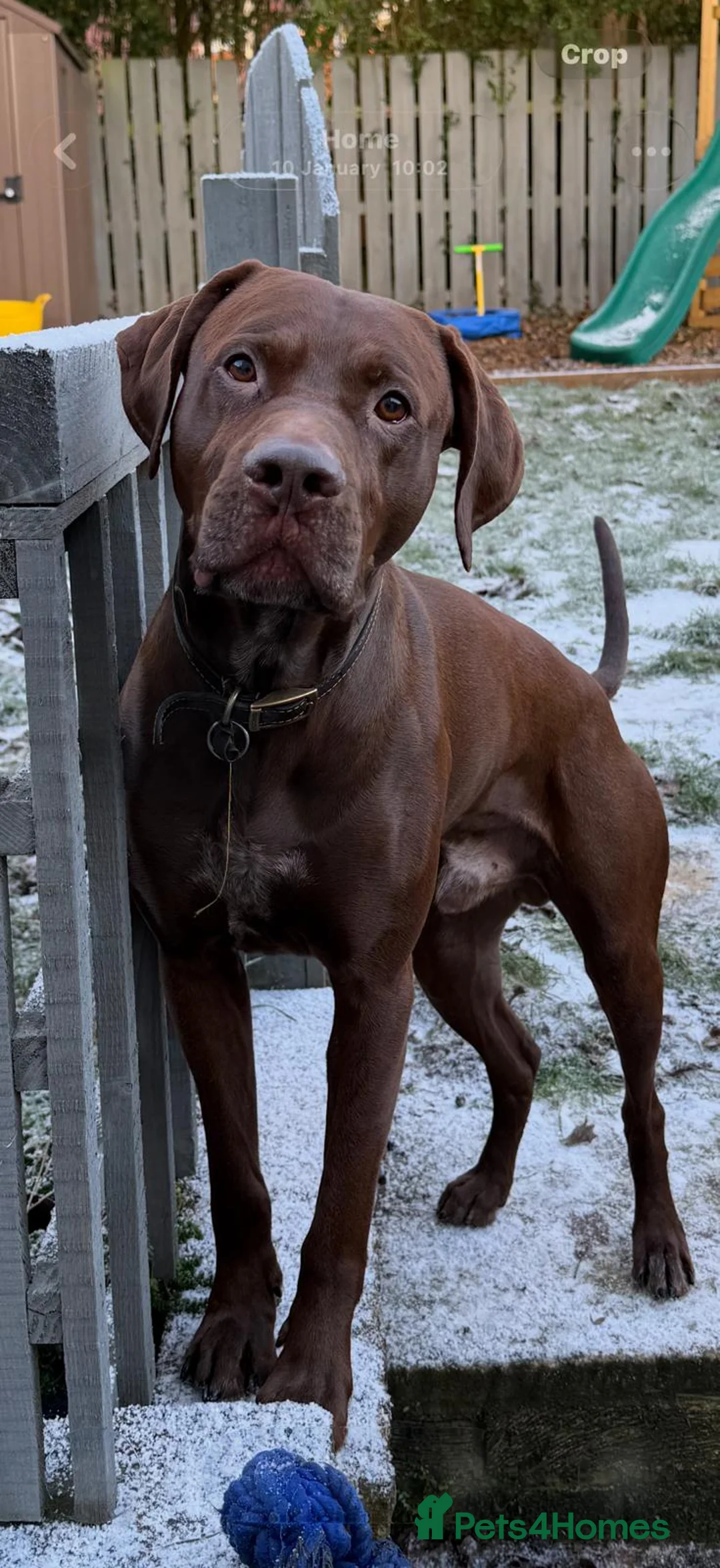 Pointer dogs for adoption: Hector in Rowlands Gill - Advert 2