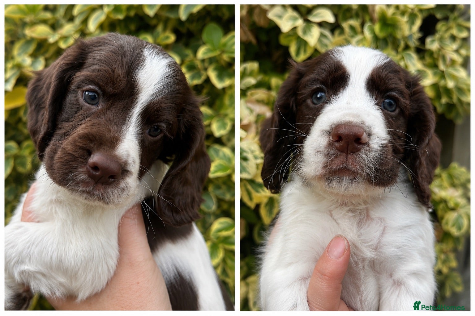 Cocker Spaniel dogs FtCh Sired KC Reg Working Cocker Pups - Advert 4