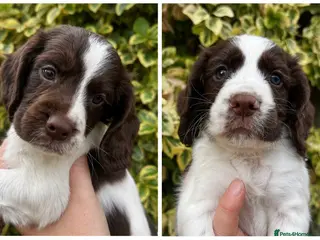 Cocker Spaniel dogs FtCh Sired KC Reg Working Cocker Pups - Advert 4