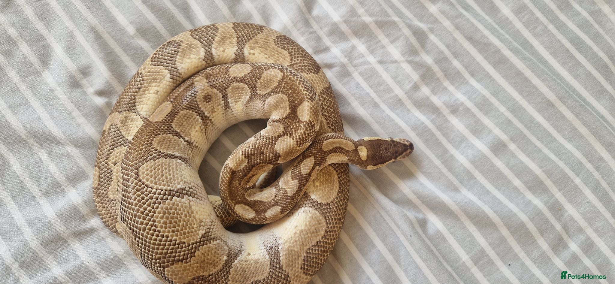 Python Snake reptiles Male adult butter enchi royal python - full set up - Advert 5