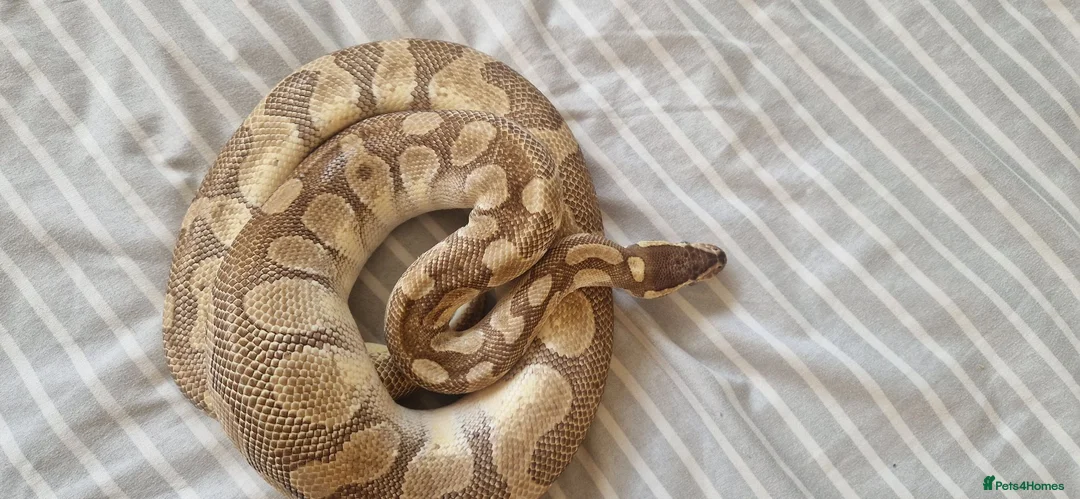 Python Snake reptiles for sale: Male adult butter enchi royal python - full set up in Eastleigh - Advert 1