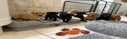 Labrador Retriever dogs for sale: Health Tested IGL Champion Bred Labrador Puppies  - Advert 6
