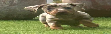 Dachshund 2
