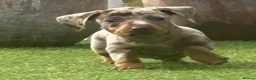 Dachshund dogs for sale: Beautiful, loving, Daschound babies - Advert 2