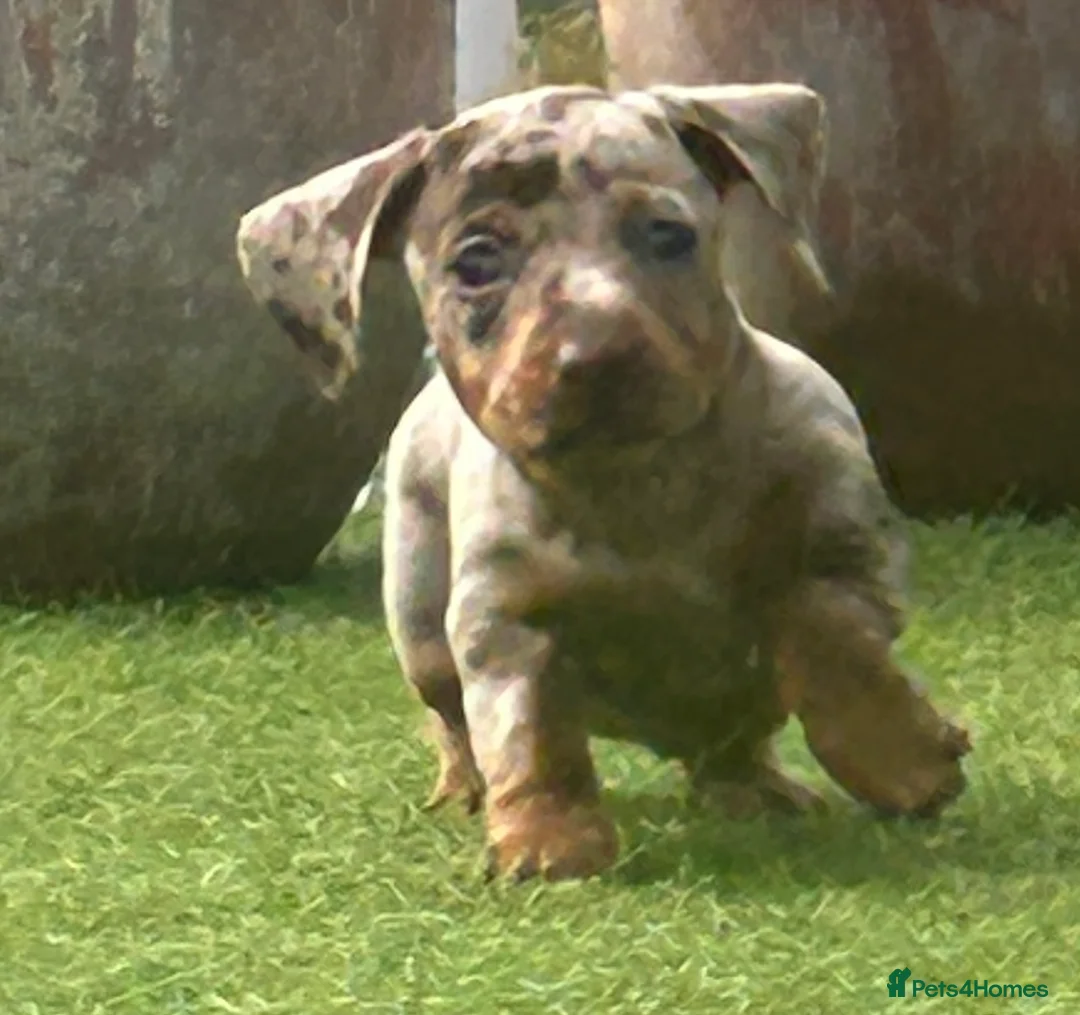 Dachshund dogs for sale: Beautiful, loving, Daschound babies - Advert 2