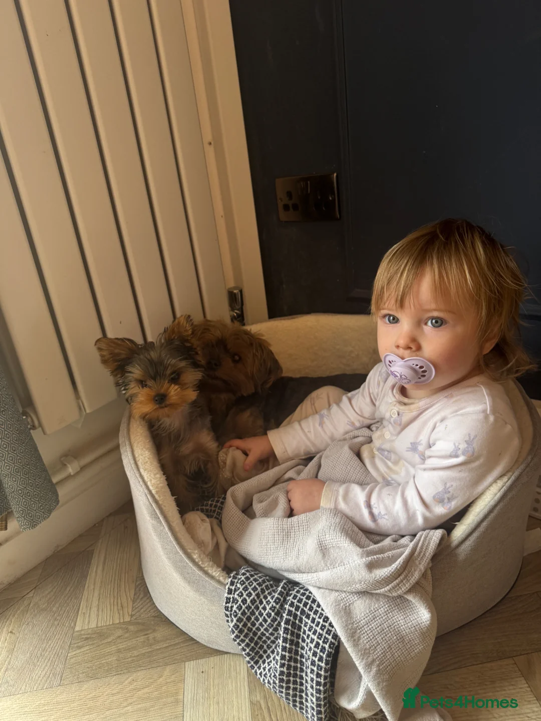 Yorkshire Terrier dogs for sale: 8 month old Yorkie - girl  in Ammanford - Advert 11