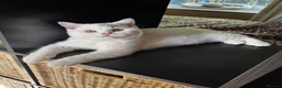 British Shorthair cats for sale: Chunky Fawn van male  - Advert 4