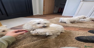 West Highland Terrier dogs - Advert 15