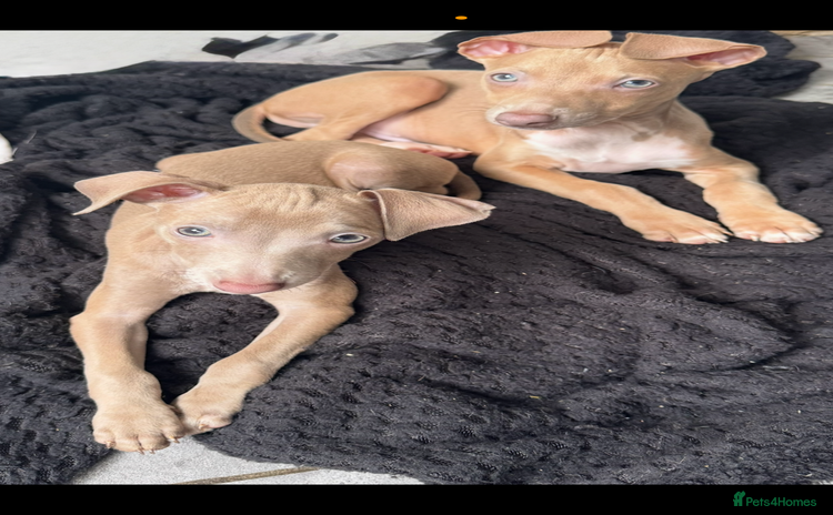 Italian Greyhound dogs - Advert 1