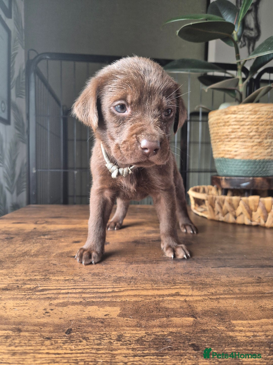 Labrador Retriever dogs for sale: Labrador retriever puppies - Image 6