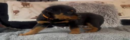 Rottweiler dogs for sale: Rottweiler Pups ready to leave  - Advert 19