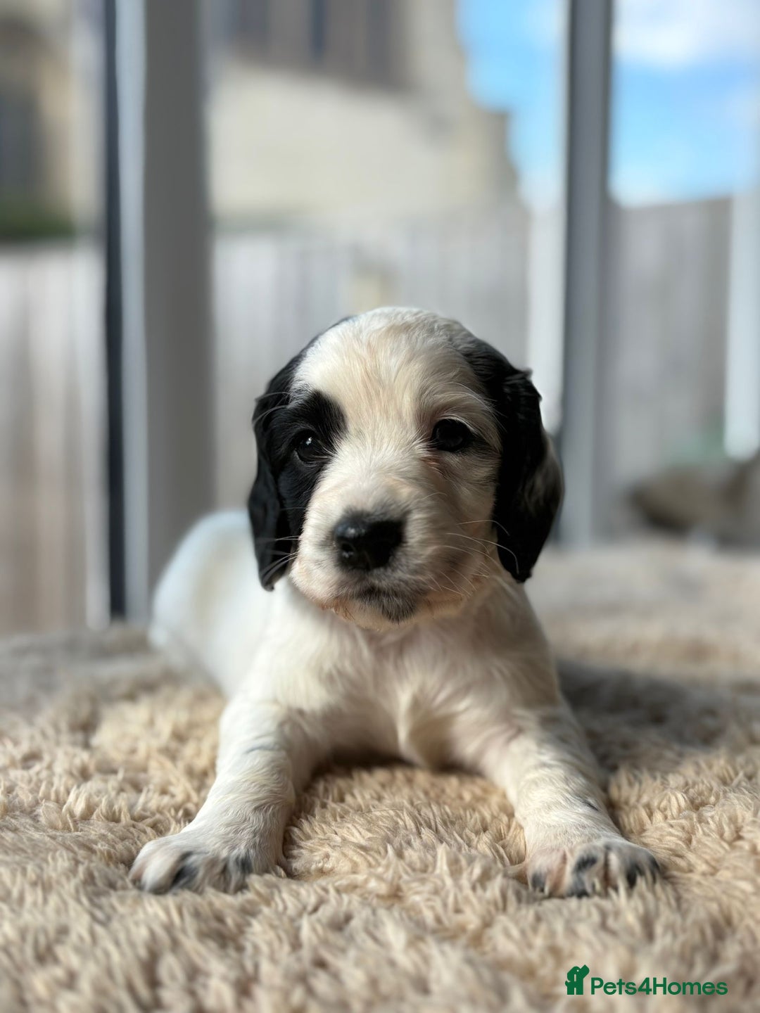 Cocker Spaniel dogs for sale: Working cocker spaniels for sale  - Image 14