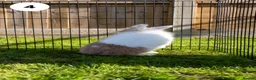 Lionhead rabbits for sale: Lionheads & Minilops - 6 Rabbits Looking for Homes - Advert 10