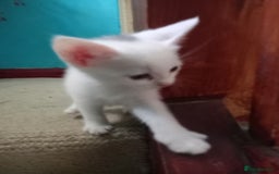 Bengal cats for sale: 7 week old kittens  - Image 12