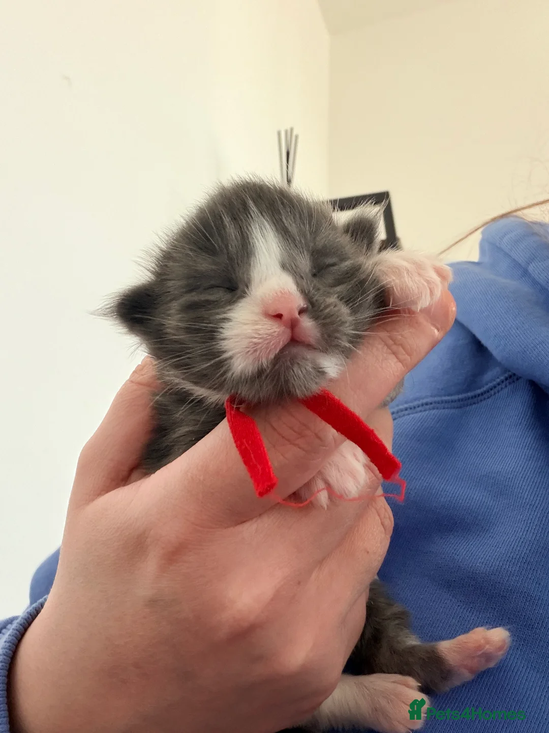 Maine Coon cats for sale: 2 last gorgeous boys - Advert 1