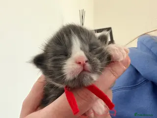 Maine Coon cats 2 last gorgeous boys - Advert 1