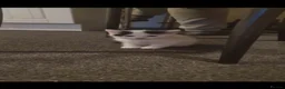 British Longhair cats for sale: British Longhair - Advert 9